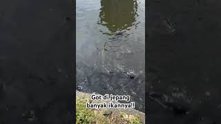 Air got di jepang ikannya gede-gede banget!! Nangkap ikan di got.!!