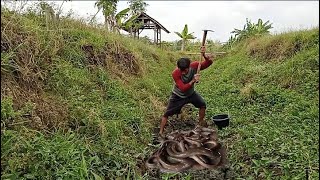 Gali Parit Tempat Belut Bersarang // Cangkul Hampir Potong!