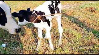 friesian cow taza soi ...................+92 313 7309026