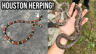 Herping Houston, Texas! Coral Snake, Copperheads, and More!