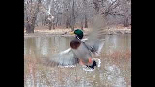 HOLY MALLARD,  WEST BEE ISLAND, LOTSA DUCKS ,SOME DEER ,COYOTES ,EAGLES, BROWNING TRAIL CAMERA VIDEO