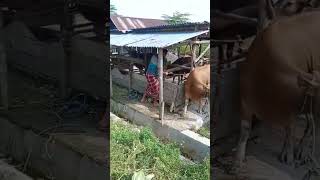 PERSIAPAN SAPI QURBAN 2024 #persiapan #sapi #sapijumbo #qurban #sapiqurban2024 #shorts #viral