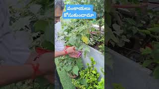 లేతవంకాయలు harvesting #vegetablesharvesting #brinjal #trending #ytshorts #youtubeshorts #organic