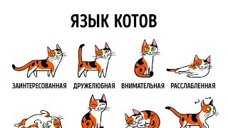 КАК НАЙТИ ОБЩИЙ ЯЗЫК СО СВОИМ КОТОМ