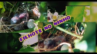 FILHOTE DE PASSARINHO NO NINHO  #ninho #vidanaroça #vidanocampo #filhotes