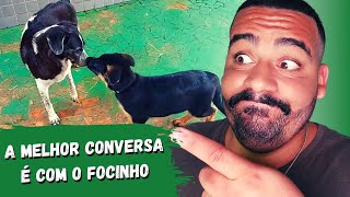 CÃES não conversam LATINDO, ENTENDA!