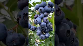 Bilberries are small, dark purple berries with a sweet, tangy flavor#fruit #nature #berries