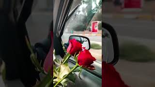 Beautiful red rose,s 🌹🌹🌹in the car🚗 gulab ki tarah muskurathe raho