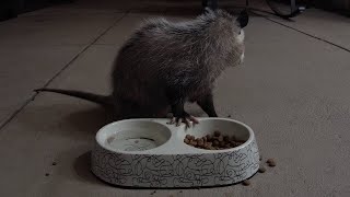 Paranoid Possum Watches Over Her Shoulder While Eating Dog Food