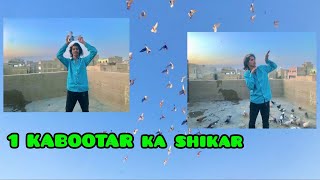 1 kabootar ka shikar krlya 🕊😜❤️ | KABOOTAR love   #kabootarvlog  #youtubevideo