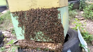 visitando las abejas en  su día mundial