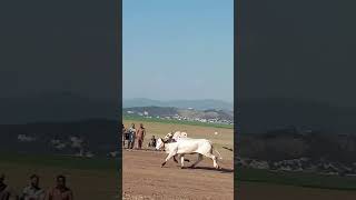 bull race