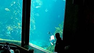 California Sheepshead  eats a yellow Sea Slug off the glass at Monterey Bay Aquarium