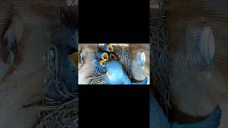 11 day old baby Bluebirds being fed by mom and dad