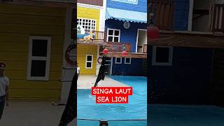 SINGA LAUT TAMAN SAFARI BOGOR| SEA LION #tamansafari #singalaut #shortvideo