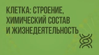 Клетка: строение, химический состав и жизнедеятельность. Видеоурок по биологии 8 класс