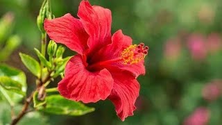 Hibiscus Flowers 🌺/ Red Hibiscus / गुड़हल का फूल/ Ganapati Bappa's Favorite Flower