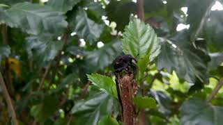 hibiscus Weevil