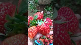 panen strawberry di kebun om Hendra jumbo2 Lembang bandung🍓😁 #shorts #strawberry