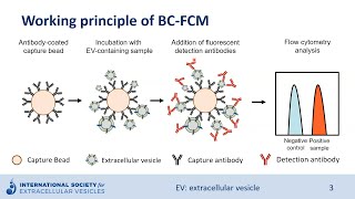 Bead-capture flow cytometry of extracellular vesicles