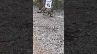 Kangaroo in my Accommodation... Beautiful place 🇦🇺👨‍👩‍👦🤝🙏😇