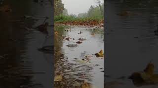 Осенний дождь с пузырями на лужах. Autumn rain with bubbles on puddles