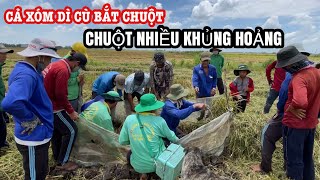 CHUỘT NHIỀU KHỦNG KHIẾP • Cảnh Dí Cù Chuột Chấn Động Vùng Quê Tân Công Sính | BLĐT