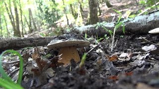 Funghi al caldo