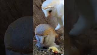 Cute Snowy Owl likes being petted#shorts #birds