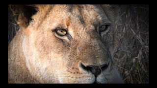 The River Pride Feed on an Impala Kill. Caught or Stolen ??