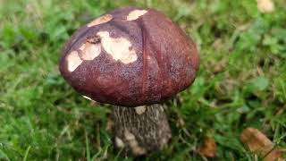 Leccinum Brunneogriseolum (12/10/2024)