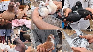 Jama Masjid Brid Market Delhi🕊11-8-2024 part-2 🕊 Pigeon Market🕊Jama Masjid kabootar Market Delhi🕊