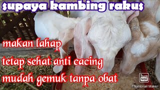 agar kambing selalu lahap makan dan minum comboran