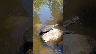 #Shorts Wonderful Ducks and Turtle - Gold Coast Regional Botanic Gardens