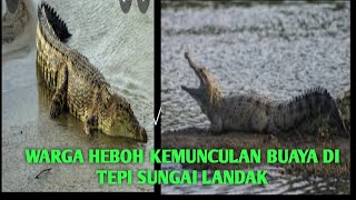 penampakan buaya disungai landak