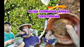 Tumbuhan Langka Ini Sering Di Cari Dan Bisa Di Bikin Rujak/Petis @ShantyNSRW