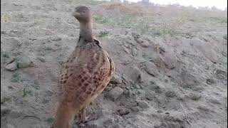 Irani Teetar Ki Awaz & Beautiful Voice of Grey Francolin |Multani Shaukeen