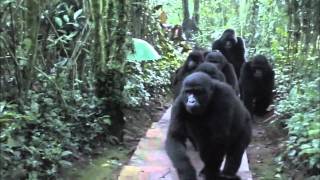 touched by wild mountain gorillas