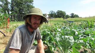 Garlic Harvest & Growing Tips for Midwest: Hidden Grove Homestead