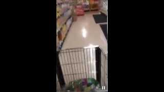 Jennette McCurdy Periscope: Shopping at Whole Foods