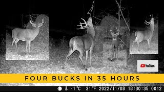 Parade of Bucks at the Mock Scrape | Trail Cam Videos