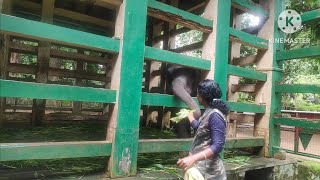 A visit to Annakoodu, Elephant training centre at Konni