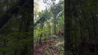 Uprooted oak tree!#awesome #treeclimber #tree #treelife #part1 #treework #amazing