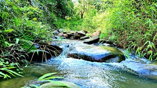 AMAZING VIEW!!NATURE SOUNDS/FOREST BIRDS SONG & GENTLE WATER SOUND/ BABBLING WATER/NATURE FOR SLEEP.