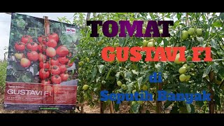 Tomat GUSTAVI F1 di Dataran Rendah #tomat #gustavif1 #tahanbercak #tahanvirus