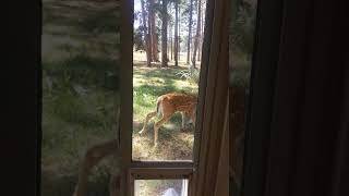 Nursing Fawn