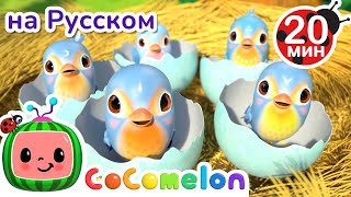 Пять маленьких Птенцов🐣🐣 | CoComelon на русском — Детские песенки