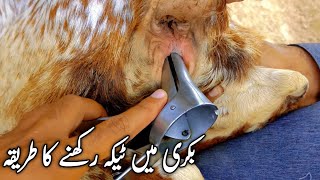 Artificial Insemination in Goats | بکری میں ٹیکہ رکھنا