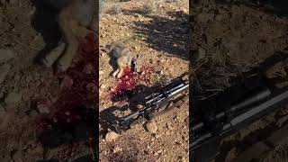 6 mm Creedmoor Decapitating Coyotes