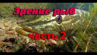 Зрение рыб. Часть 2.